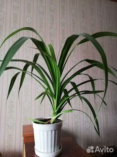 Комнатный цветок Панданус Вейча