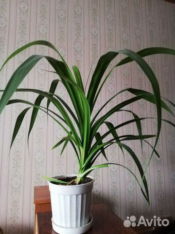 Комнатный цветок Панданус Вейча