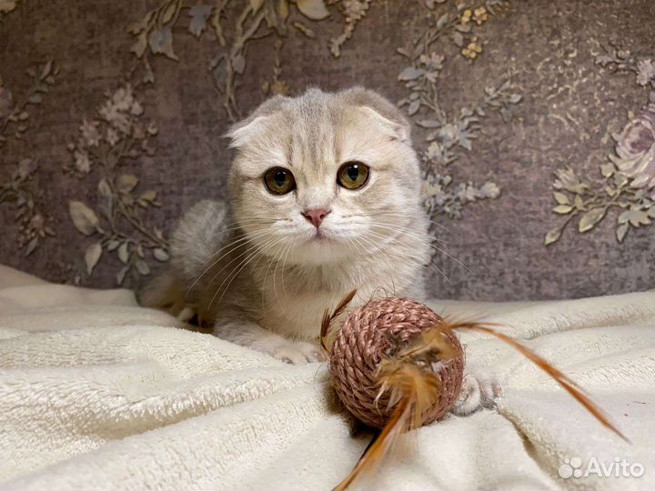 Вислоухий шиншиленок голубой на золоте