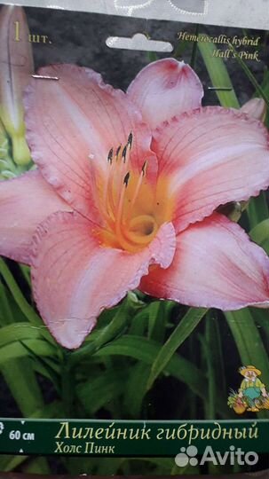 Лилейники сортовые