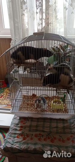 Продам крыс