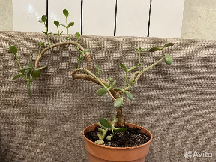 Толстянка, денежное дерево