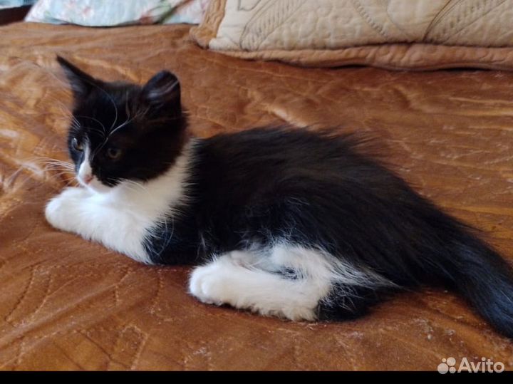 Котенок девочка бесплатно