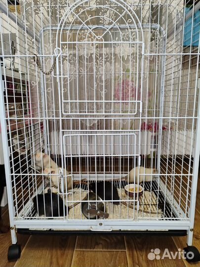 Крысы Дамбо