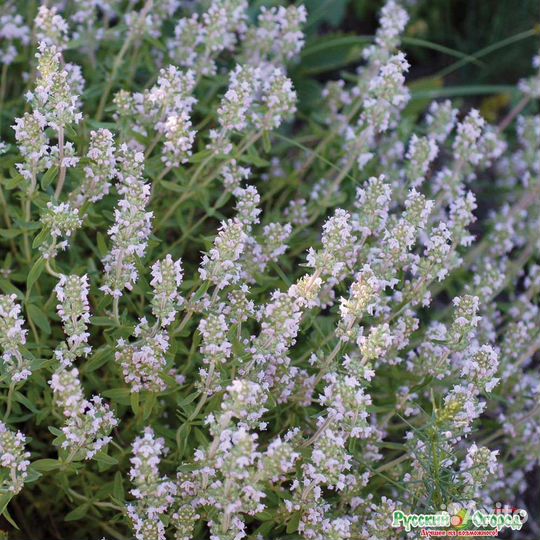 Тимьян Чабрец