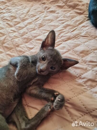 Ориентальная кошка