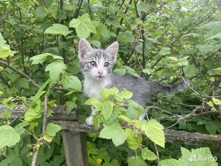 Котенок девочка бесплатно