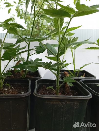 Саженцы ежевики сорт Карака Блэк