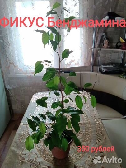Комнатные цветы