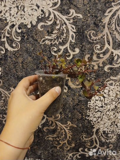 Очиток кровь дракона