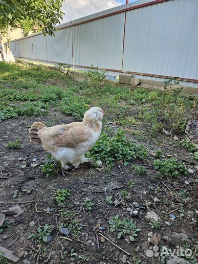 Куры фавероль