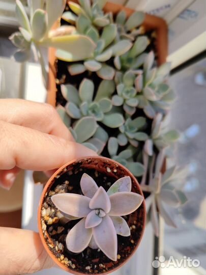 Суккуленты