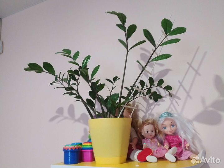 Замиокулькас растение комнатное