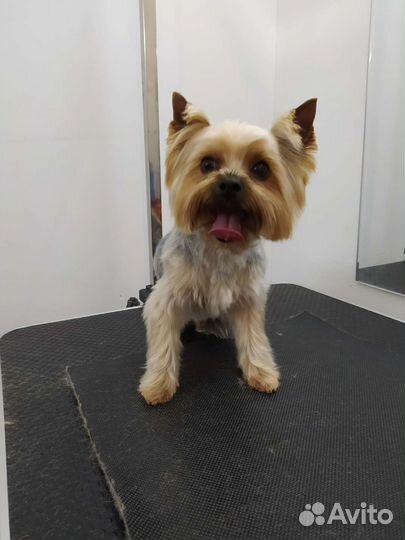 Стрижка собак и кошек