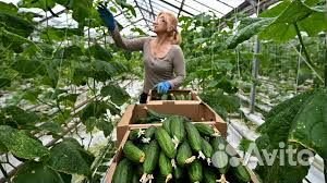 Фасовщица овощей