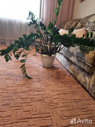 Замиокулькас