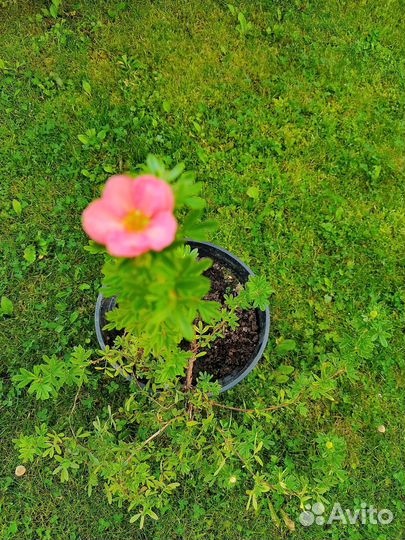 Лапчатка кустарниковая