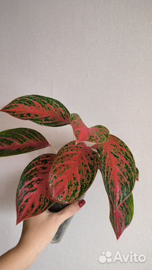Аглаонема