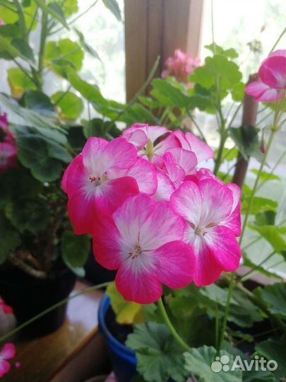 Пеларгония герань