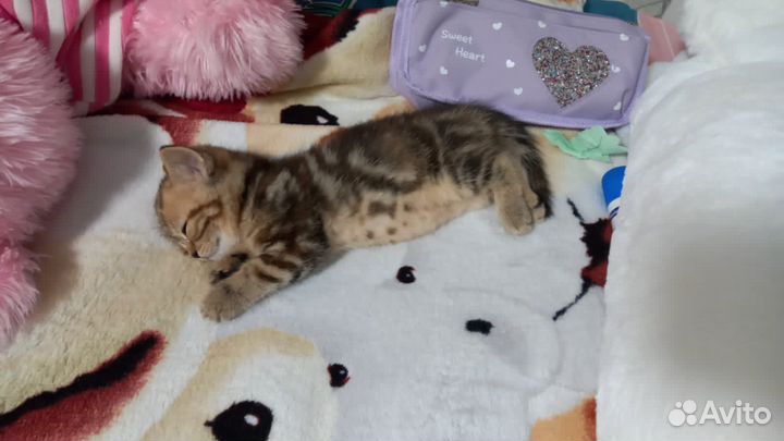 Британская кошка вязка