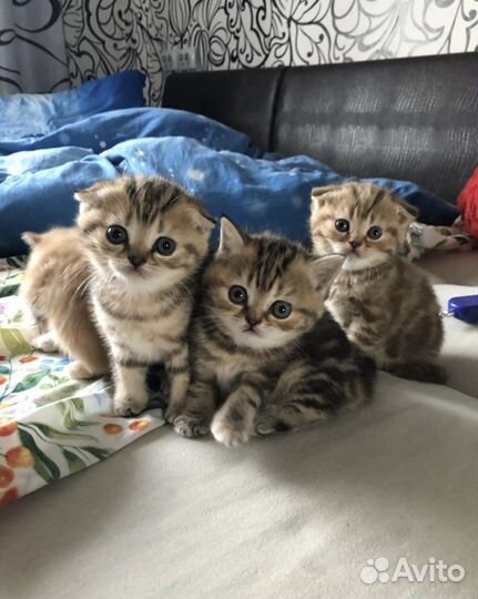 Вязка с шотландским котом