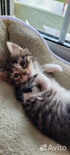Котята