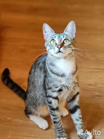 Молодая кошечка в добрые руки