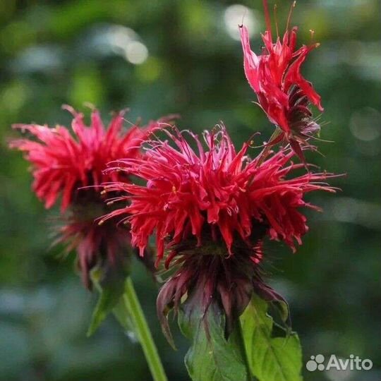 Многолетние цветы