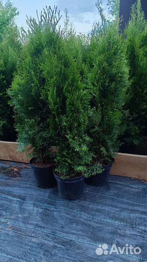 Туя Смарагд 90-100 см