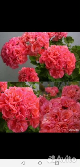 Пеларгония герань сортовая