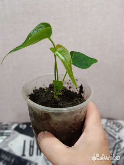 Комнатные цветы антуриум