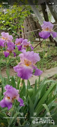Ирисы сортовые
