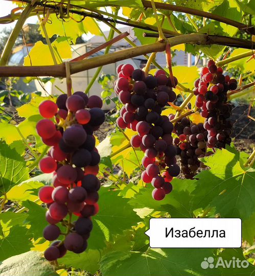 Саженцы винограда