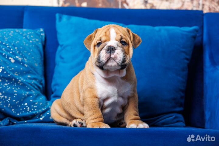 Золотой мальчик-Guy Ricchi