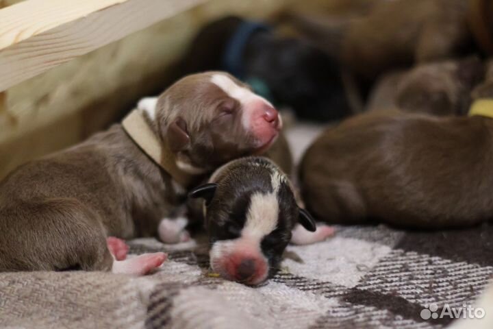 Щенки питбуля