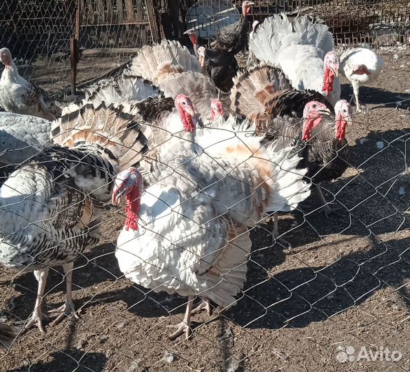 Индюки на племя