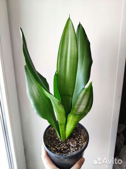 Сансевиерия муншайн