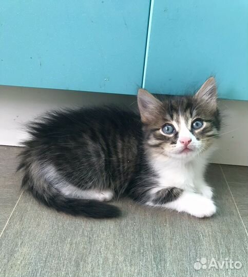 Красивые котятки, 1 мес девочки
