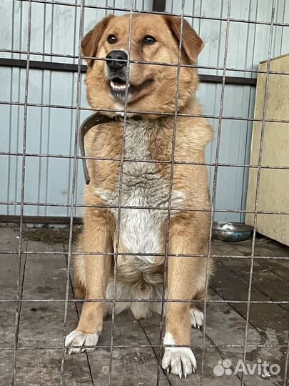 Крупная Собака в добрые руки