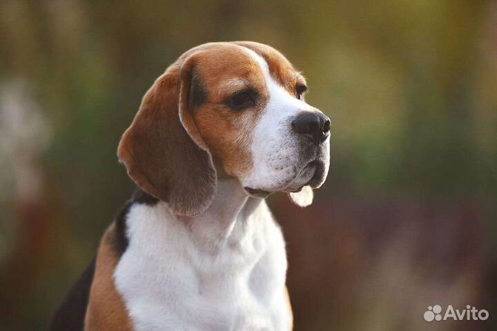 Щенки Бигля