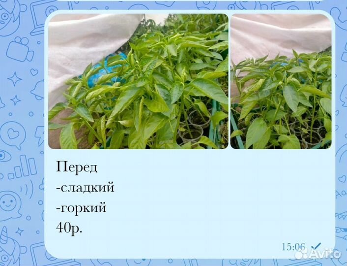 Рассада помидор огурцов перцев