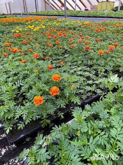 Однолетние цветы