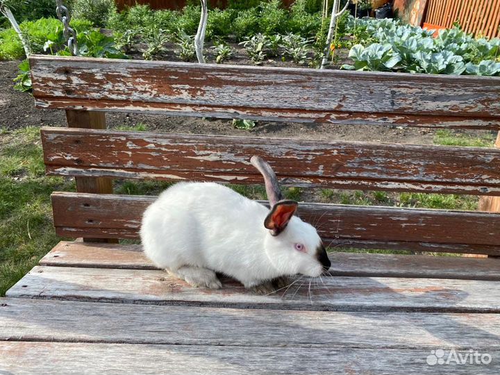 Кролики калифорнийцы