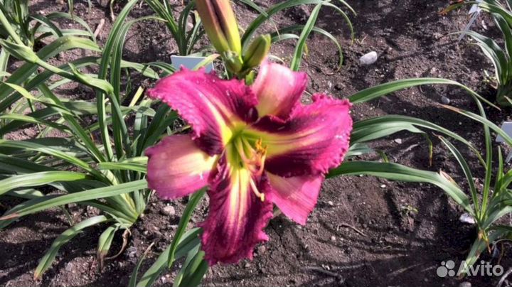 Лилейники Хе Маджестик