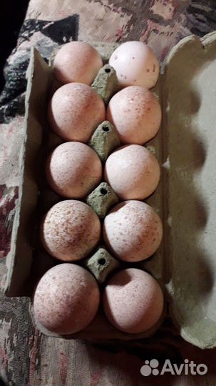 Инкубационное яйцо индейки