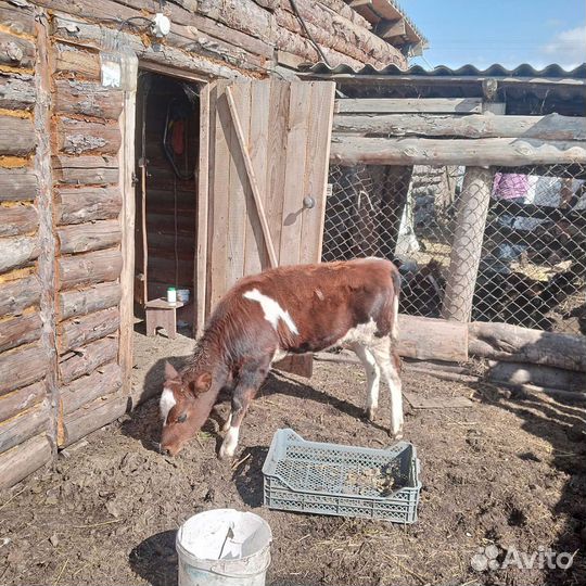 Тёлка возраст 4мес