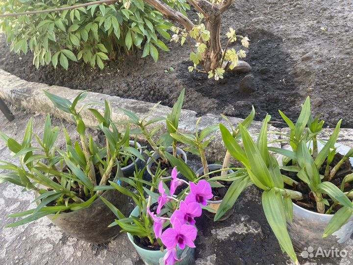 Орхидея дендрофаленопсис