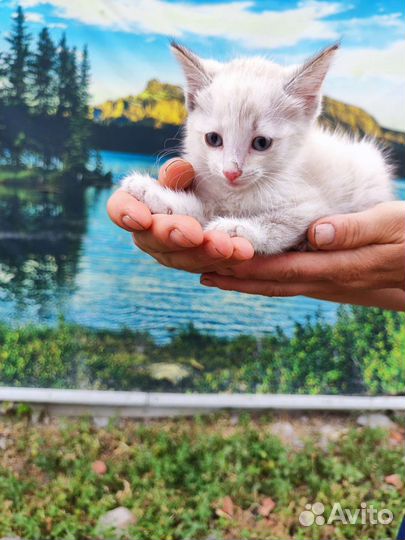 Котенок В дар