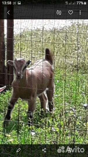 Козы, козлята.,козел,огул коз
