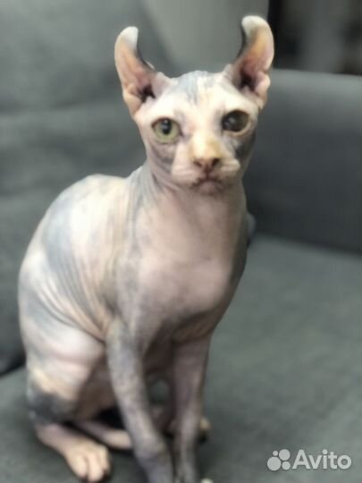 Молодая кошечка, поподы Эльф